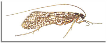 Cinnamon Caddis - Spotted Sedge