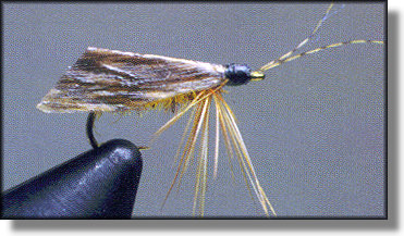 Tied Cinnamon Caddis