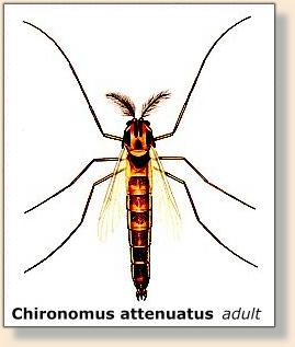 Chironomus attenuatus adult