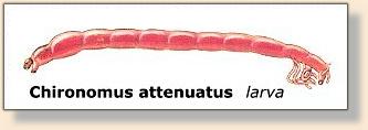 larva, Chironomus attenuatus