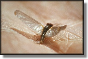 What the anglers sees