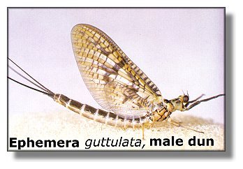 Eastern Green Drake Male Dun
