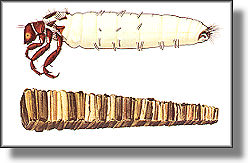 Brachycentridea americanus case and larva
