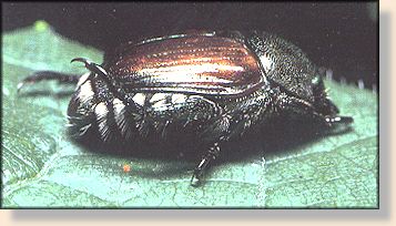 Japanese Beetle