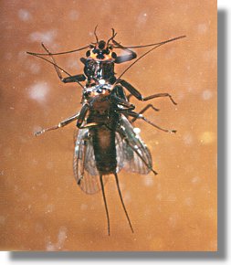 How the fish sees a stonefly