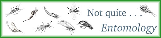 Welcome to Not Quite Entomology