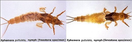 Freestone and Limestone Nymphs