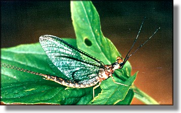 Henagenia limbata