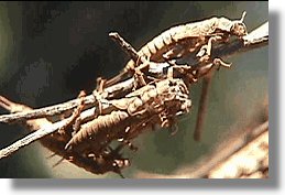 Check for empty shucks