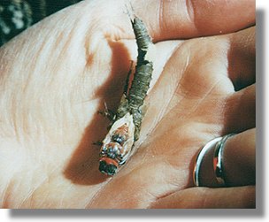 Molting Salmonfly, note color!