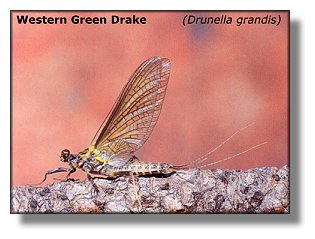 Western Green Drake