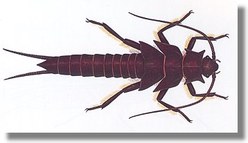 Stonefly nymph