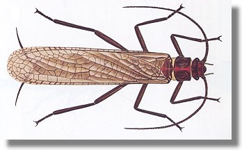 Adult Stonefly