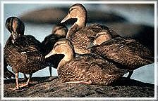 Black ducks