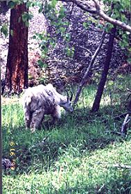 Mountain Goat