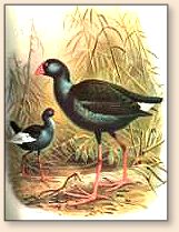 New Zealand's common Purple Swamp hen