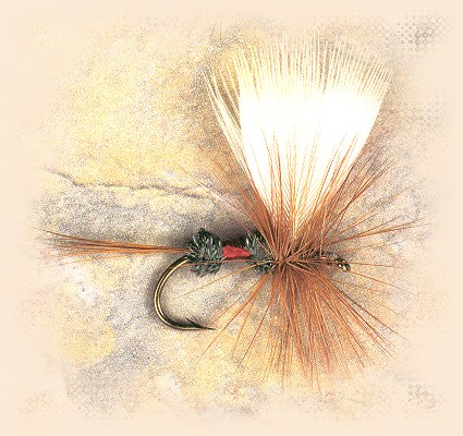 Royal Coachman, Fan Wing