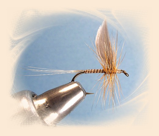Ginger Quill Dry