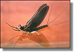 Hendrickson - Ephemerella subvaria