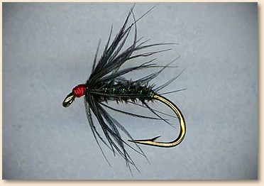 Black Gnat