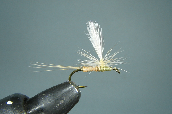 Gyrofly, Bergman