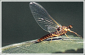 Pale Morning Dun, Spinner