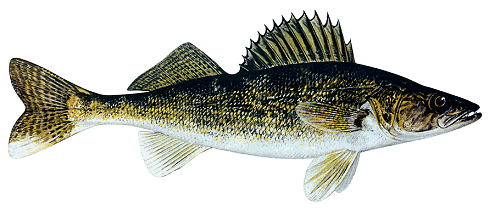 Walleye