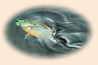 A Little Sunfish Action