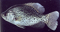 Black Crappie