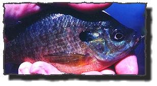 Panfish