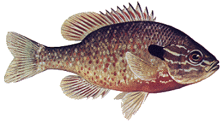 Redbreast Sunfish