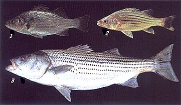 Close Relatives
