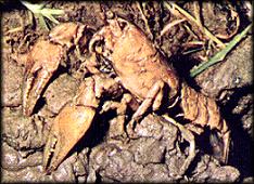 Crawdad