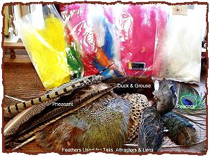 Various Feathers