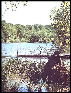 Bluegill Habitat