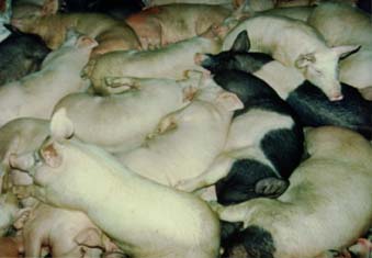 Hog Farming