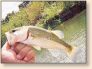 Smallie