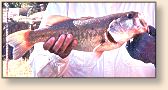 Smallmouth Bass