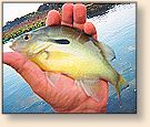 Perch/Bream