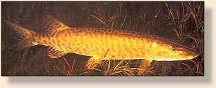 Musky