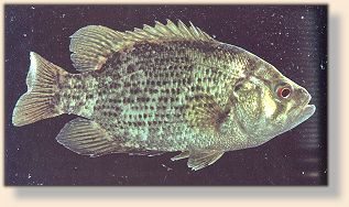Rock Bass
