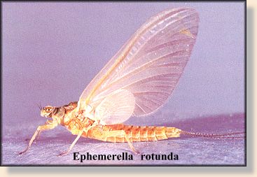 Ephemeralla rotunda, female