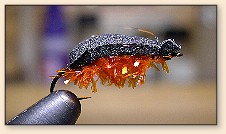 Crystal Beetle