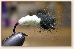 Rat Tail Grub
