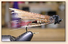 Thief Fly