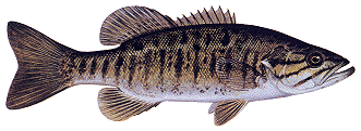 Smallmouth Bass