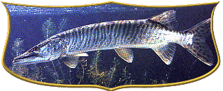 Tiger Muskie