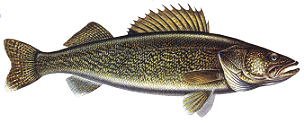 Welcome to Panfish