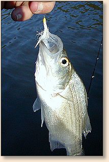 White Bass and Fly