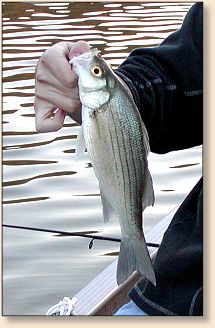 Larger Bass